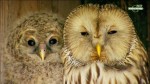 Странствия совы. Совиная одиссея / Owl's Odyssey (2013) HDTVRip (720p)