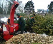 В Киеве открыли пункты для утилизации новогодних елок