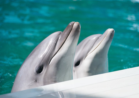 В морском зоопарке Крыма можно посетить тренировки с китами и дельфинами