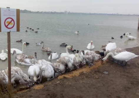 В Крыму от кормления хлебом гибнут лебеди