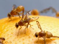 Предотвращен ввоз в Украину более 170 тонн импортных фруктов, зараженных средиземноморской плодовой мухой
