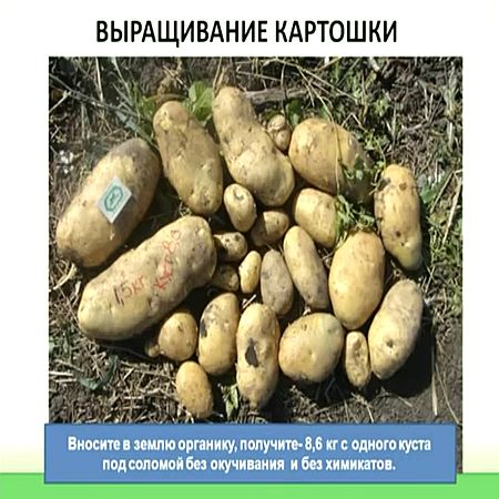 Выращивание картофеля, в том числе картофеля под соломой (2017) WEBRip
