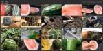 Выращивание арбузов.от семечки до ягоды в 25 кг (2017) WEBRip
