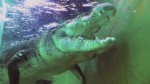 Логово крокодилов-убийц / Lair of the Killer Crocs (2015) HDTVRip (AVC)