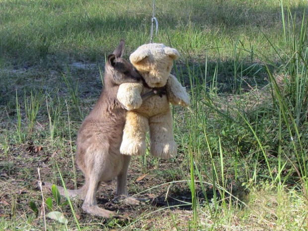 В зоопарке российского Пятигорска до смерти замучили кенгуренка