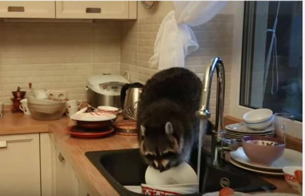 Смешное видео: в Алматы енот забрался в чужую кухню и перемыл там посуду