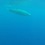 Редкого кита ремнезуба Тру впервые сняли на видео