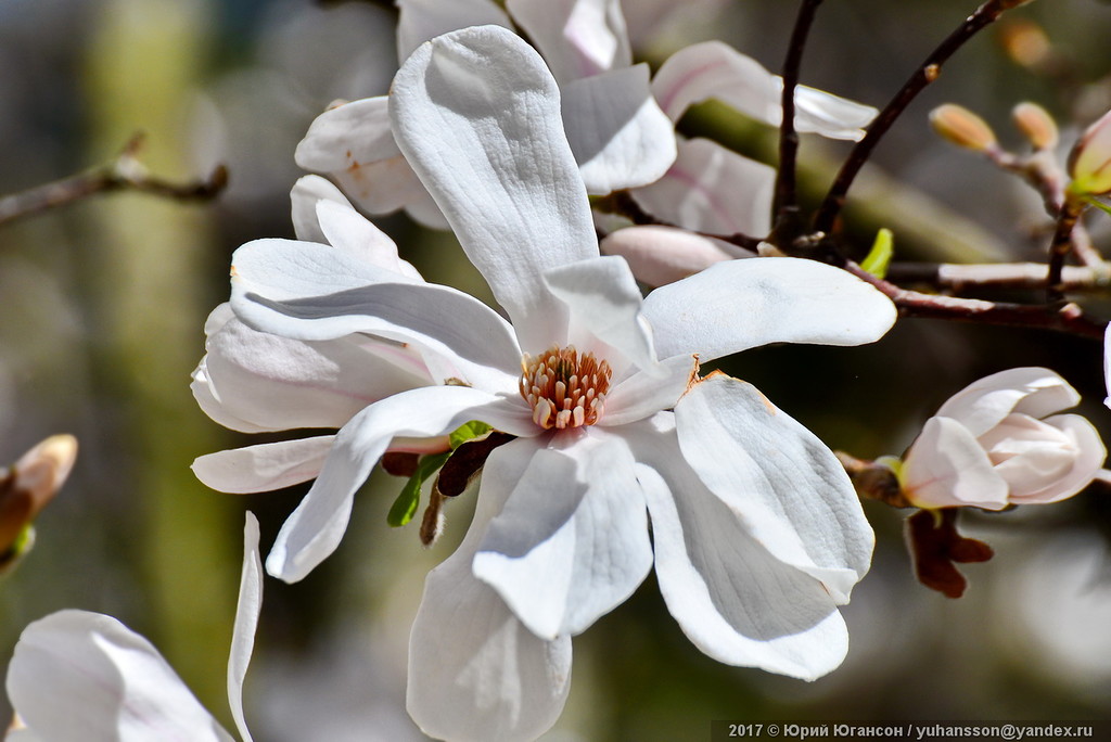 В Никитском ботаническом саду цветет "утонченная аристократка" [фото]