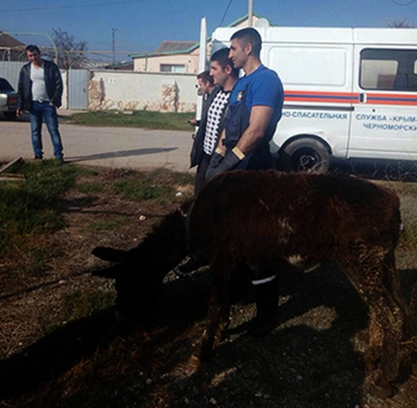 В Крыму спасали упавшего в яму ослика [фото]