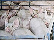 Вывоз украинской свинины в три раза превышает ввоз / Новости / Finance.UA