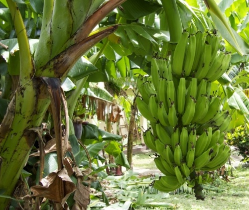 Как растут бананы: описание, нюансы цветения, плодоношения, видео