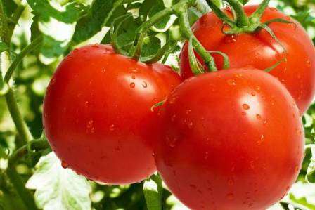 Какие сорта помидор самые урожайные для теплиц