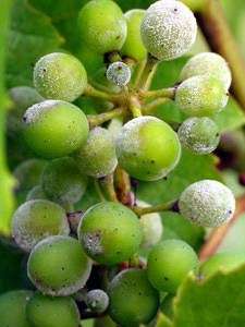 Какие болезни бывают у винограда и чем их лечить
