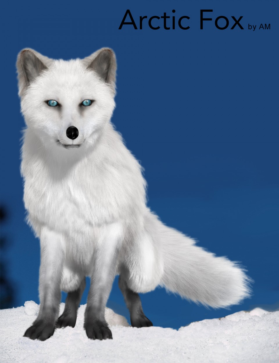 Arctic Fox by AM