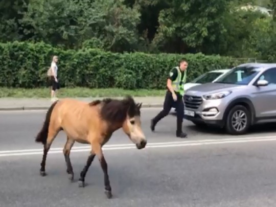 Спасение пони в Киеве: патрульные показали видео финала операции