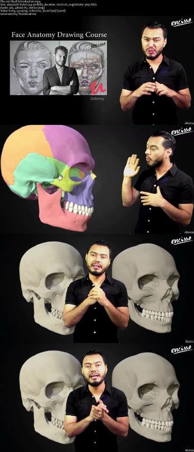 The Skull Anatomy : Drawing Course