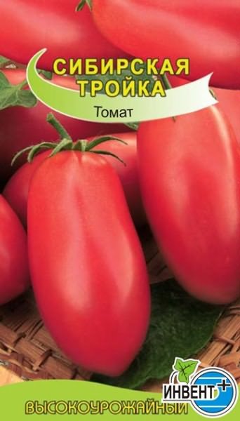 томатов теплице