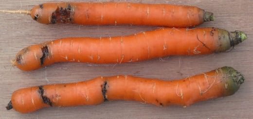 моркви
