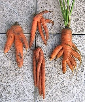 морковью открытом грунте