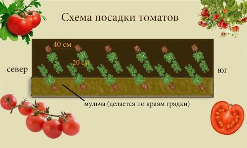 розсади помідорів