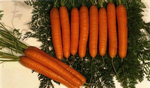 семена моркови
