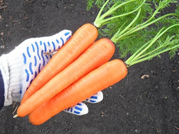 сорт моркови