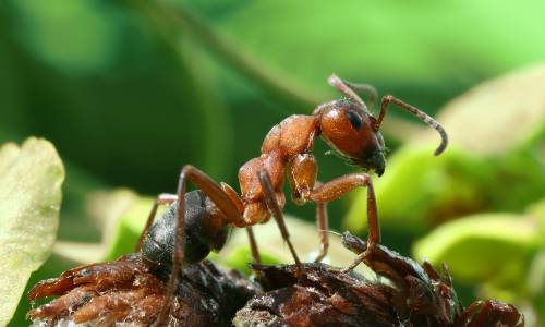 борьбы муравьями