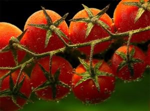 помидоры теплицу