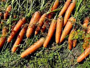 выращивании моркови