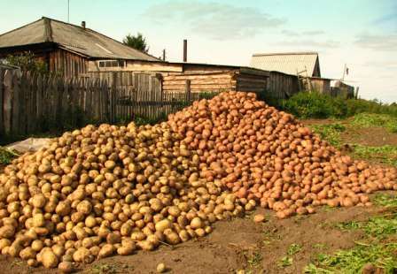 Как удобрять картофель для наилучшего урожая