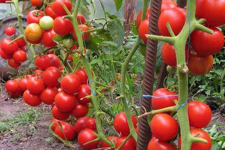 Cорта томатов, устойчивых к фитофторозу для теплиц