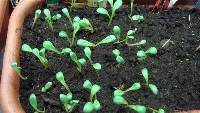 Как вырастить однолетние георгины из семян сроки посадки
