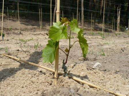 Как вырастить виноград в средней полосе советы для начинающих