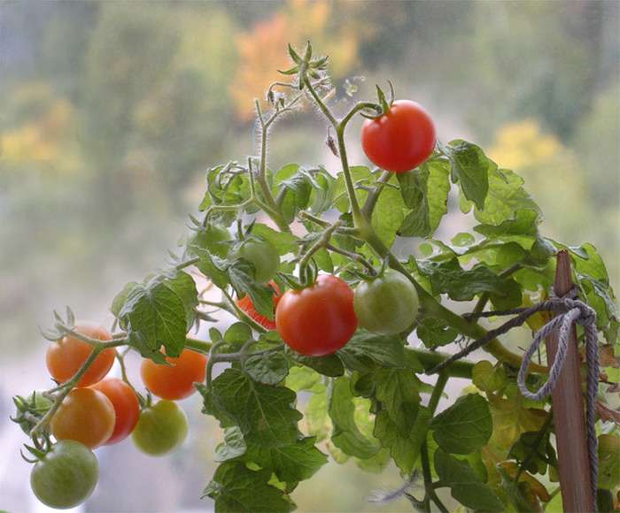 Как правильно выращивать комнатные помидоры