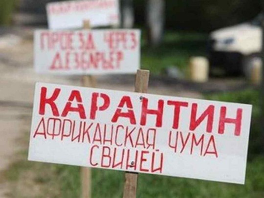 Африканская чума хрюшек под Одессой: регион потерял 100 свиноферм
