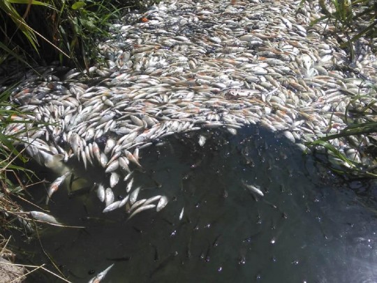 В Харькове заговорили об экологической катастрофе из-за массового мора рыбы: что приключилось(фото)