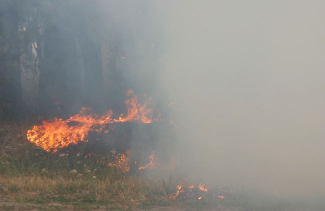 Вісті з Полтави - У Машівському районі загорівся ліс