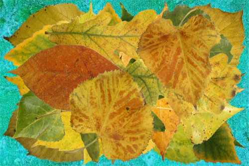 Клипарт Осенние листья лиственных деревьев часть первая 